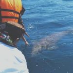 Ikan Dugong Sapa Gubernur NTT dan Bupati Alor Ikan Dugong muncul menyapa Gubernur NTT Viktor Buntilu Laiskodat dan Bupati Alor Drs. Amon Djobo di perairan Pulau Sika, Jumat (19/7/2019) pagi. (Sumber: Humas Setda Alor).