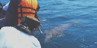 Ikan Dugong Sapa Gubernur NTT dan Bupati Alor Ikan Dugong muncul menyapa Gubernur NTT Viktor Buntilu Laiskodat dan Bupati Alor Drs. Amon Djobo di perairan Pulau Sika, Jumat (19/7/2019) pagi. (Sumber: Humas Setda Alor).