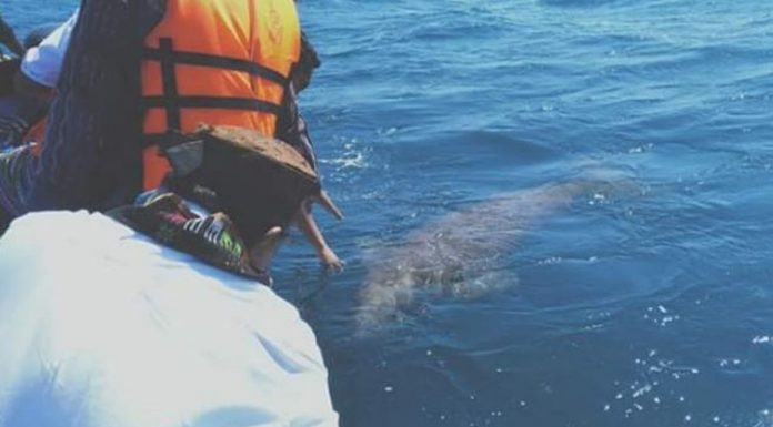 Ikan Dugong Sapa Gubernur NTT dan Bupati Alor Ikan Dugong muncul menyapa Gubernur NTT Viktor Buntilu Laiskodat dan Bupati Alor Drs. Amon Djobo di perairan Pulau Sika, Jumat (19/7/2019) pagi. (Sumber: Humas Setda Alor).