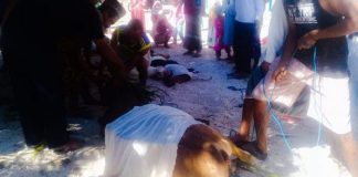 BPK NTT Sumbang Hewan Kurban di Alor Hewan Kurban sumbangan Mushollah Baitul Hisab BPK NTT kepada Masjid di Alor Besar, Minggu (11/8).