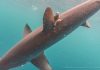 Peneliti Thresher Shark Project Indonesia Temukan Hiu Tikus di Perairan Alor Hiu Tikus Alor yang sudah dipasang alat satellite tagging . (Sumber: Doc Peneliti Thresher Shark Project Indonesia).