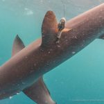 Peneliti Thresher Shark Project Indonesia Temukan Hiu Tikus di Perairan Alor Hiu Tikus Alor yang sudah dipasang alat satellite tagging . (Sumber: Doc Peneliti Thresher Shark Project Indonesia).