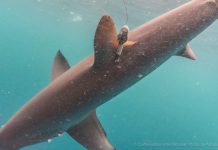 Peneliti Thresher Shark Project Indonesia Temukan Hiu Tikus di Perairan Alor Hiu Tikus Alor yang sudah dipasang alat satellite tagging . (Sumber: Doc Peneliti Thresher Shark Project Indonesia).