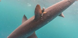 Peneliti Thresher Shark Project Indonesia Temukan Hiu Tikus di Perairan Alor Hiu Tikus Alor yang sudah dipasang alat satellite tagging . (Sumber: Doc Peneliti Thresher Shark Project Indonesia).