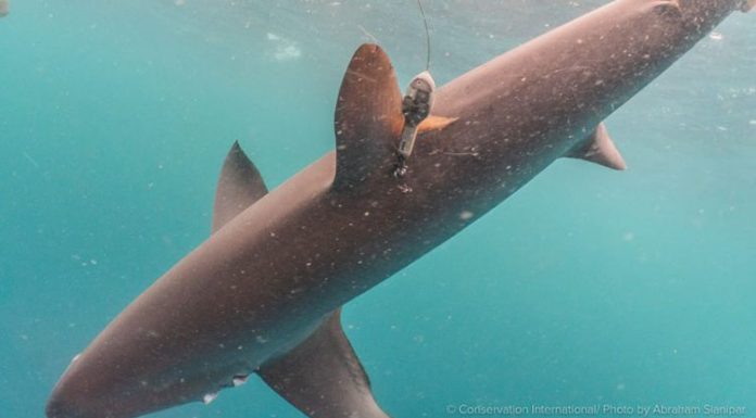 Peneliti Thresher Shark Project Indonesia Temukan Hiu Tikus di Perairan Alor Hiu Tikus Alor yang sudah dipasang alat satellite tagging . (Sumber: Doc Peneliti Thresher Shark Project Indonesia).
