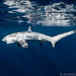 Hiu Tikus Jadi Potensi Wisata Baru di Alor Hiu Tikus yang ditemukan Peneliti Thresher Shark Project Indonesia di Perairan Alor. (Foto: Doc. Thresher Shark Project Indonesia)
