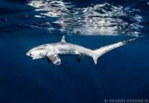 Hiu Tikus Jadi Potensi Wisata Baru di Alor Hiu Tikus yang ditemukan Peneliti Thresher Shark Project Indonesia di Perairan Alor. (Foto: Doc. Thresher Shark Project Indonesia)