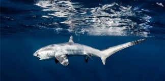 Hiu Tikus Jadi Potensi Wisata Baru di Alor Hiu Tikus yang ditemukan Peneliti Thresher Shark Project Indonesia di Perairan Alor. (Foto: Doc. Thresher Shark Project Indonesia)