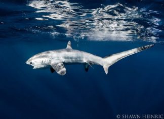 Hiu Tikus Jadi Potensi Wisata Baru di Alor Hiu Tikus yang ditemukan Peneliti Thresher Shark Project Indonesia di Perairan Alor. (Foto: Doc. Thresher Shark Project Indonesia)