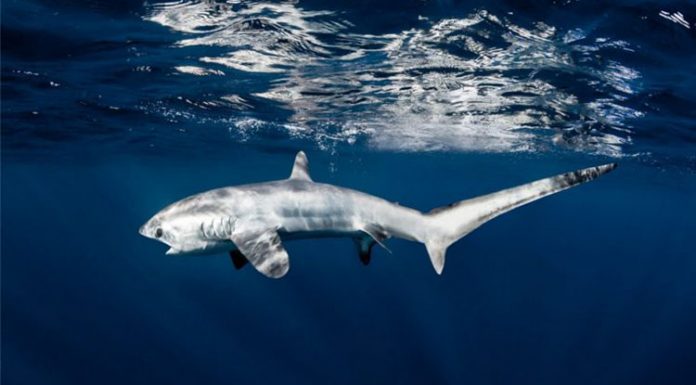 Hiu Tikus Jadi Potensi Wisata Baru di Alor Hiu Tikus yang ditemukan Peneliti Thresher Shark Project Indonesia di Perairan Alor. (Foto: Doc. Thresher Shark Project Indonesia)