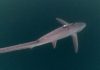 Populasi Hiu Tikus di Alor Terancam Punah Hiu Tikus, ditemukan peneliti Thresher Shark Project Indonesia di Perairan Alor. Populasinya kini terancam punah? (Foto: Doc Thresher Shark Project Indonesia).