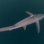 Populasi Hiu Tikus di Alor Terancam Punah Hiu Tikus, ditemukan peneliti Thresher Shark Project Indonesia di Perairan Alor. Populasinya kini terancam punah? (Foto: Doc Thresher Shark Project Indonesia).