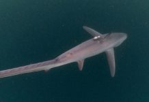 Populasi Hiu Tikus di Alor Terancam Punah Hiu Tikus, ditemukan peneliti Thresher Shark Project Indonesia di Perairan Alor. Populasinya kini terancam punah? (Foto: Doc Thresher Shark Project Indonesia).