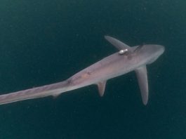 Populasi Hiu Tikus di Alor Terancam Punah Hiu Tikus, ditemukan peneliti Thresher Shark Project Indonesia di Perairan Alor. Populasinya kini terancam punah? (Foto: Doc Thresher Shark Project Indonesia).
