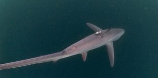 Populasi Hiu Tikus di Alor Terancam Punah Hiu Tikus, ditemukan peneliti Thresher Shark Project Indonesia di Perairan Alor. Populasinya kini terancam punah? (Foto: Doc Thresher Shark Project Indonesia).