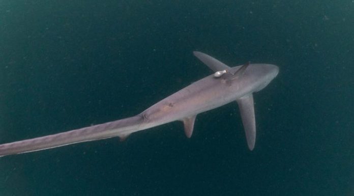 Populasi Hiu Tikus di Alor Terancam Punah Hiu Tikus, ditemukan peneliti Thresher Shark Project Indonesia di Perairan Alor. Populasinya kini terancam punah? (Foto: Doc Thresher Shark Project Indonesia).