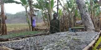 Kekeringan Ancam Pertanian Desa Welai Selatan Kabupaten Alor Zakarias Ahalapada sedang melihat bibit sayur kol yang disemaikan terancam mati semua.