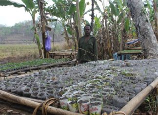 Kekeringan Ancam Pertanian Desa Welai Selatan Kabupaten Alor Zakarias Ahalapada sedang melihat bibit sayur kol yang disemaikan terancam mati semua.