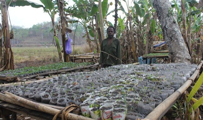 Kekeringan Ancam Pertanian Desa Welai Selatan Kabupaten Alor Zakarias Ahalapada sedang melihat bibit sayur kol yang disemaikan terancam mati semua.