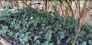 Ribuan Tanaman Kol di Desa Welai Selatan Terserang Hama Ulat Ribuan tanaman Kol milik petani Zakarias Ahalapada di Likutau terserang hama ulat hijau.