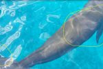Luka Goresan Benda Tajam di Tubuh, Dugong Alor Terancam Mati Luka yang terdapat di sekujur tubuh Dugong Alor
