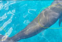 Luka Goresan Benda Tajam di Tubuh, Dugong Alor Terancam Mati Luka yang terdapat di sekujur tubuh Dugong Alor