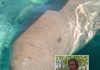 Harapan Pria Penemu Dugong di Festival Panggil Dugong Alor 2020 Penemu dan Penjinak Dugong Alor, Adolf Samasing.