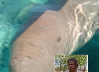 Harapan Pria Penemu Dugong di Festival Panggil Dugong Alor 2020 Penemu dan Penjinak Dugong Alor, Adolf Samasing.
