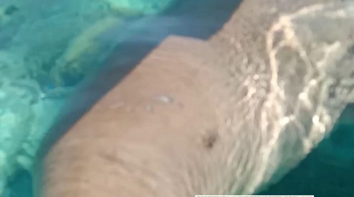 Harapan Pria Penemu Dugong di Festival Panggil Dugong Alor 2020 Penemu dan Penjinak Dugong Alor, Adolf Samasing.