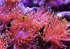 Ribuan Anemon Laut yang Percantik Terumbu Karang Alor, Diekspor Ilegal Salah satu gambar Anemon Laut (Foto: UtakAtikOtak.com)