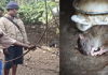 Jejak Tradisi Makan Daging Tikus Suku Abui di Alor NTT Tokoh adat Atengmelang Elias Padamai sedang peragakan cara menangkap Tikus menggunakan alat tangkap busur panah, Sabtu (3/11/2020) di Atengmelang.
