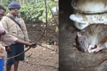 Jejak Tradisi Makan Daging Tikus Suku Abui di Alor NTT Tokoh adat Atengmelang Elias Padamai sedang peragakan cara menangkap Tikus menggunakan alat tangkap busur panah, Sabtu (3/11/2020) di Atengmelang.