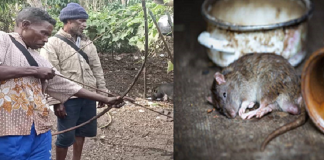 Jejak Tradisi Makan Daging Tikus Suku Abui di Alor NTT Tokoh adat Atengmelang Elias Padamai sedang peragakan cara menangkap Tikus menggunakan alat tangkap busur panah, Sabtu (3/11/2020) di Atengmelang.