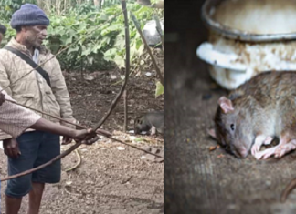 Jejak Tradisi Makan Daging Tikus Suku Abui di Alor NTT Tokoh adat Atengmelang Elias Padamai sedang peragakan cara menangkap Tikus menggunakan alat tangkap busur panah, Sabtu (3/11/2020) di Atengmelang.