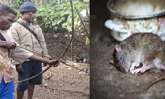 Jejak Tradisi Makan Daging Tikus Suku Abui di Alor NTT Tokoh adat Atengmelang Elias Padamai sedang peragakan cara menangkap Tikus menggunakan alat tangkap busur panah, Sabtu (3/11/2020) di Atengmelang.
