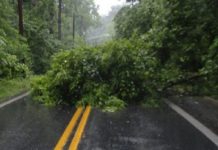 Hujan Deras, Pohon Tumbang Tutup Akses Jalan Nasional Kalabahi-Maritaing Ilustrasi pohon tumbang