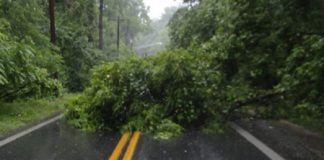 Hujan Deras, Pohon Tumbang Tutup Akses Jalan Nasional Kalabahi-Maritaing Ilustrasi pohon tumbang
