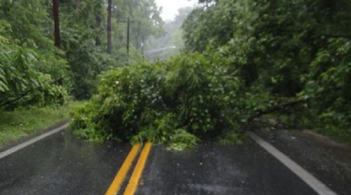 Hujan Deras, Pohon Tumbang Tutup Akses Jalan Nasional Kalabahi-Maritaing Ilustrasi pohon tumbang