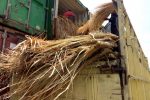 Viral, Alang-Alang ini Dikirim dari Surabaya ke Alor NTT Sebuah truk mengangkut tumpukan Alang-alang di pelabuhan Peti Kemas Kalabahi-Alor. Diketahui ternyata Alang-alang ini dirikim dari Kota Surabaya ke Alor untuk pembangunan atab Villa.