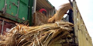 Viral, Alang-Alang ini Dikirim dari Surabaya ke Alor NTT Sebuah truk mengangkut tumpukan Alang-alang di pelabuhan Peti Kemas Kalabahi-Alor. Diketahui ternyata Alang-alang ini dirikim dari Kota Surabaya ke Alor untuk pembangunan atab Villa.