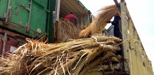 Viral, Alang-Alang ini Dikirim dari Surabaya ke Alor NTT Sebuah truk mengangkut tumpukan Alang-alang di pelabuhan Peti Kemas Kalabahi-Alor. Diketahui ternyata Alang-alang ini dirikim dari Kota Surabaya ke Alor untuk pembangunan atab Villa.