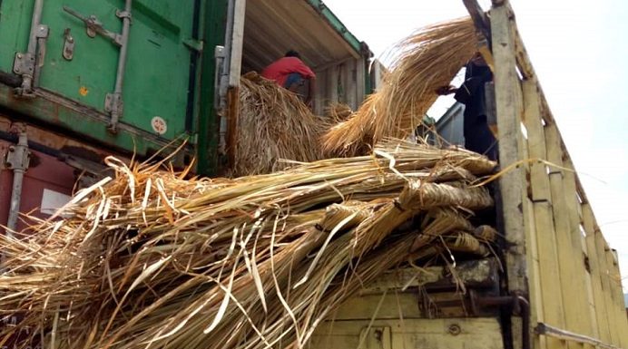 Viral, Alang-Alang ini Dikirim dari Surabaya ke Alor NTT Sebuah truk mengangkut tumpukan Alang-alang di pelabuhan Peti Kemas Kalabahi-Alor. Diketahui ternyata Alang-alang ini dirikim dari Kota Surabaya ke Alor untuk pembangunan atab Villa.