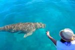 Festival Dugong Alor Masuk Nominasi Wisata Nasional Para pengunjung asik memanggil Ikan Dugong di Laut Mali saat acara Festival Dugong tahun 2020 digelar. (Foto: Zoom Alor).