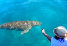 Festival Dugong Alor Masuk Nominasi Wisata Nasional Para pengunjung asik memanggil Ikan Dugong di Laut Mali saat acara Festival Dugong tahun 2020 digelar. (Foto: Zoom Alor).