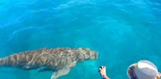 Festival Dugong Alor Masuk Nominasi Wisata Nasional Para pengunjung asik memanggil Ikan Dugong di Laut Mali saat acara Festival Dugong tahun 2020 digelar. (Foto: Zoom Alor).