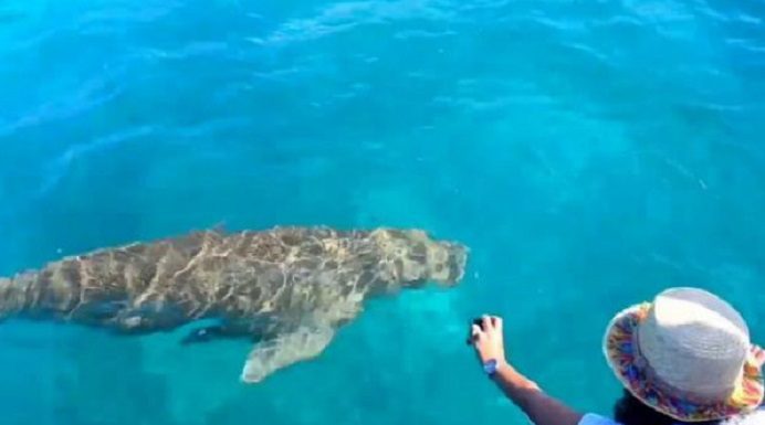 Festival Dugong Alor Masuk Nominasi Wisata Nasional Para pengunjung asik memanggil Ikan Dugong di Laut Mali saat acara Festival Dugong tahun 2020 digelar. (Foto: Zoom Alor).