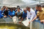 Julie Sutrisno Laiskodat Resmikan Budidaya Ikan Lele Sistim Bioflok di Desa Lendola Alor Julie Sutrisno Laiskodat melepaskan bibit ikan Lele di Bioflok kelompok tani di Desa Lendola, Alor, Senin (20/2).