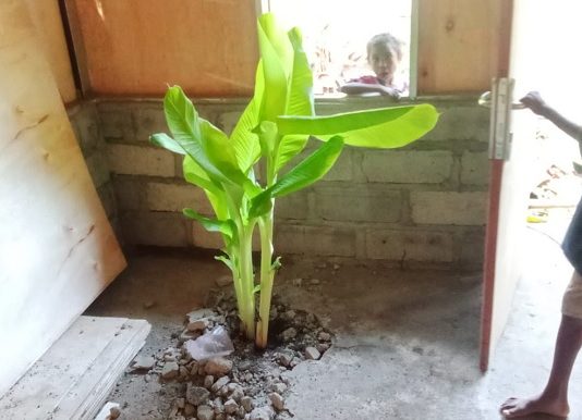 Ini Foto Kondisi Rumah Bencana Seroja di Alor yang Tak Layak Huni, Ada yang Lantai Semennya Tumbuh Pohon Pisang Gambar; Kondisi bangunan rumah bencana Seroja di Kecamatan Alor Timur Laut yang dikerjakan berlantai semen di bagian belakang dalam rumah yang diduga tidak berkualitas sehingga tumbuh anakan pohon pisang. (Foto: doc tribuanapos.net).