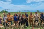 Yayasan TLM GMIT dan Dinas Pertanian Alor Panen Jagung Industri di Kecamatan Kabola Kepala Dinas Pertanian dan Perkebunan Kabupaten Alor Yustus Dopong Abora (tengah) dan Kepala Divisi Umum Yayasan TLM GMIT Martintje Djungu, mendampingi panen raya jagung industri di Desa Kopidil, Kecamatan Kabola, Selasa, (03/04/2023).