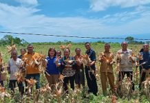 Yayasan TLM GMIT dan Dinas Pertanian Alor Panen Jagung Industri di Kecamatan Kabola Kepala Dinas Pertanian dan Perkebunan Kabupaten Alor Yustus Dopong Abora (tengah) dan Kepala Divisi Umum Yayasan TLM GMIT Martintje Djungu, mendampingi panen raya jagung industri di Desa Kopidil, Kecamatan Kabola, Selasa, (03/04/2023).